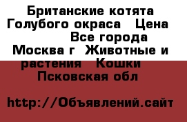 Британские котята Голубого окраса › Цена ­ 8 000 - Все города, Москва г. Животные и растения » Кошки   . Псковская обл.